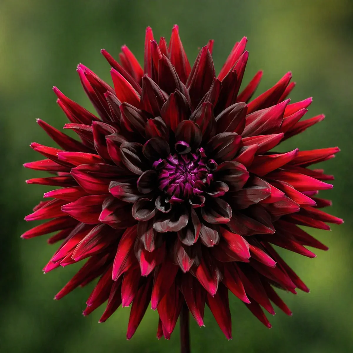 Black Narcissus dahlia β community photo