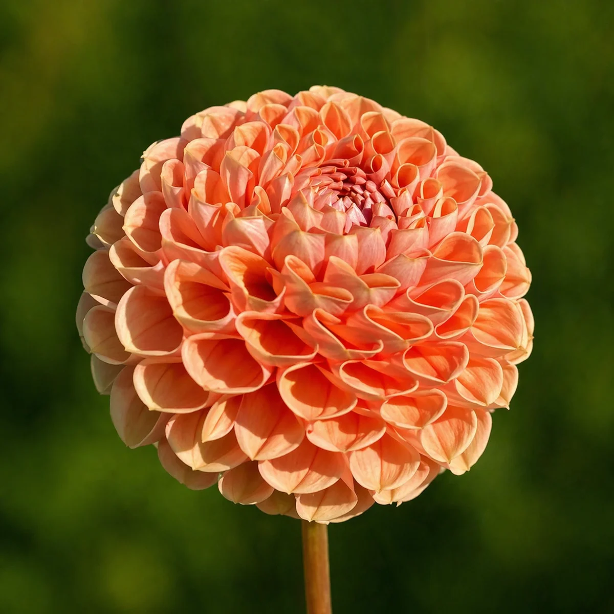 Bee Hive dahlia β community photo