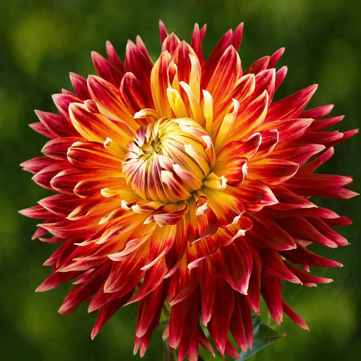 Akita dahlia β community photo