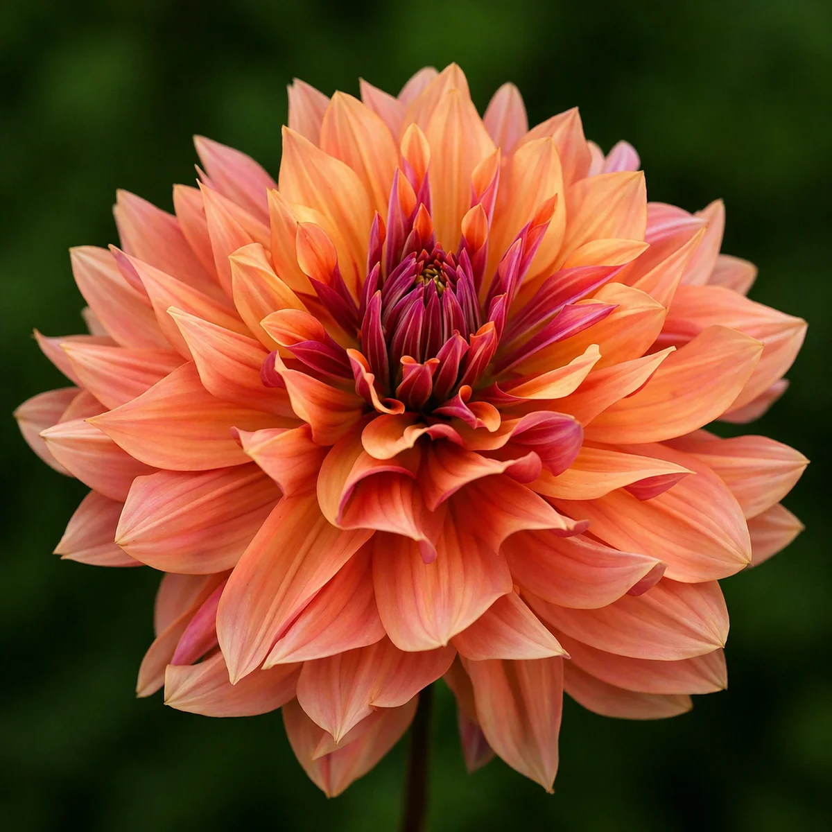 Andy's Legacy dahlia β community photo
