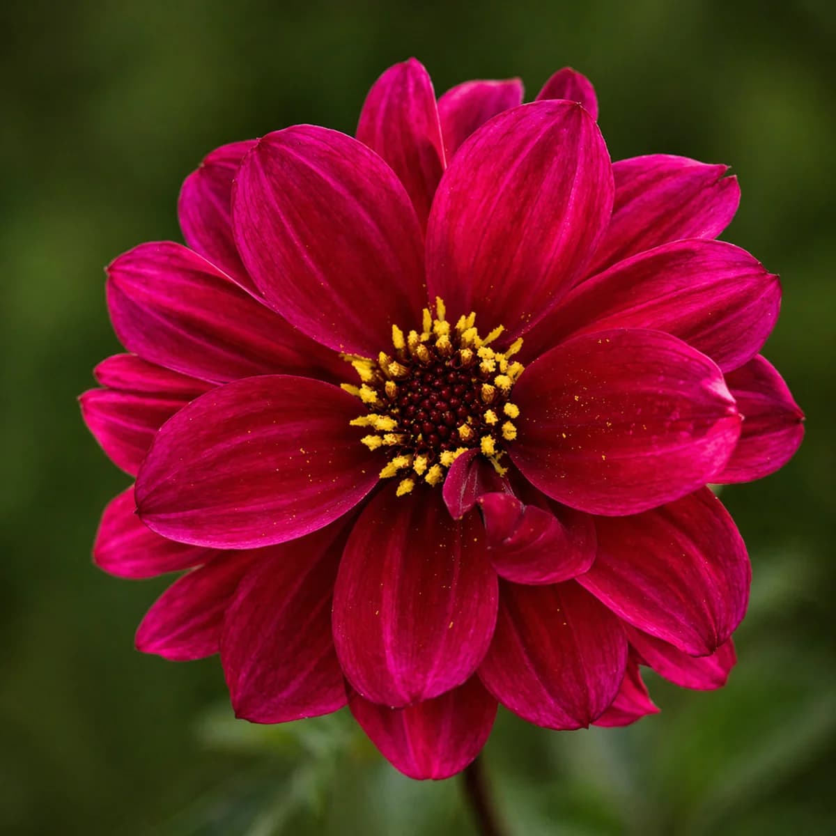 Bishop of Canterbury dahlia β community photo