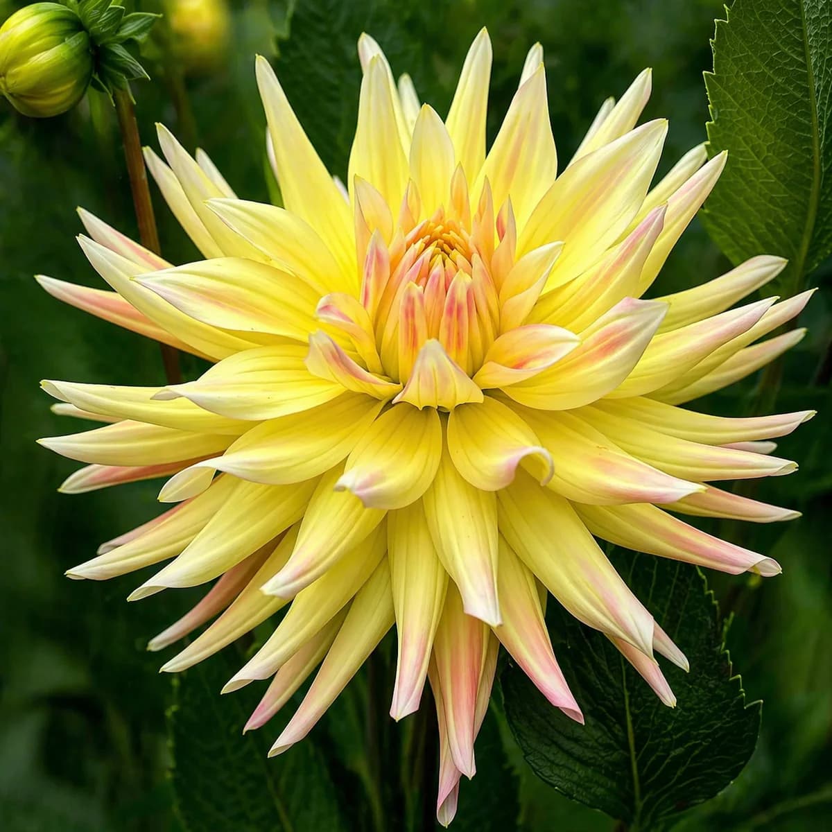 Camano Ariel dahlia — community photo
