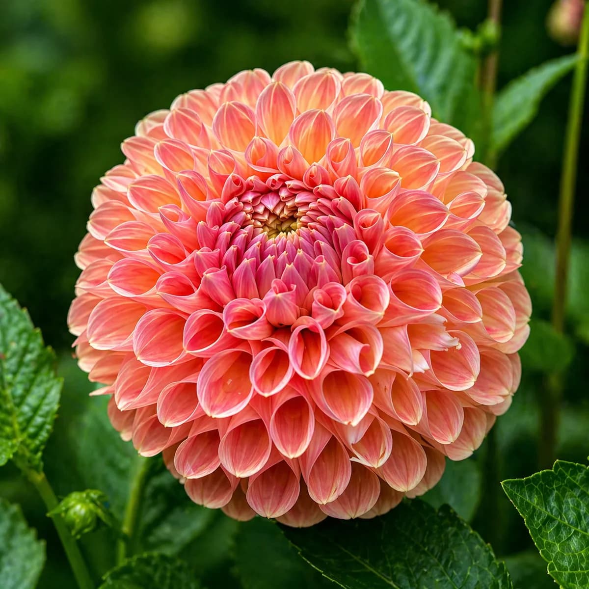 Clearview Peachy dahlia β community photo