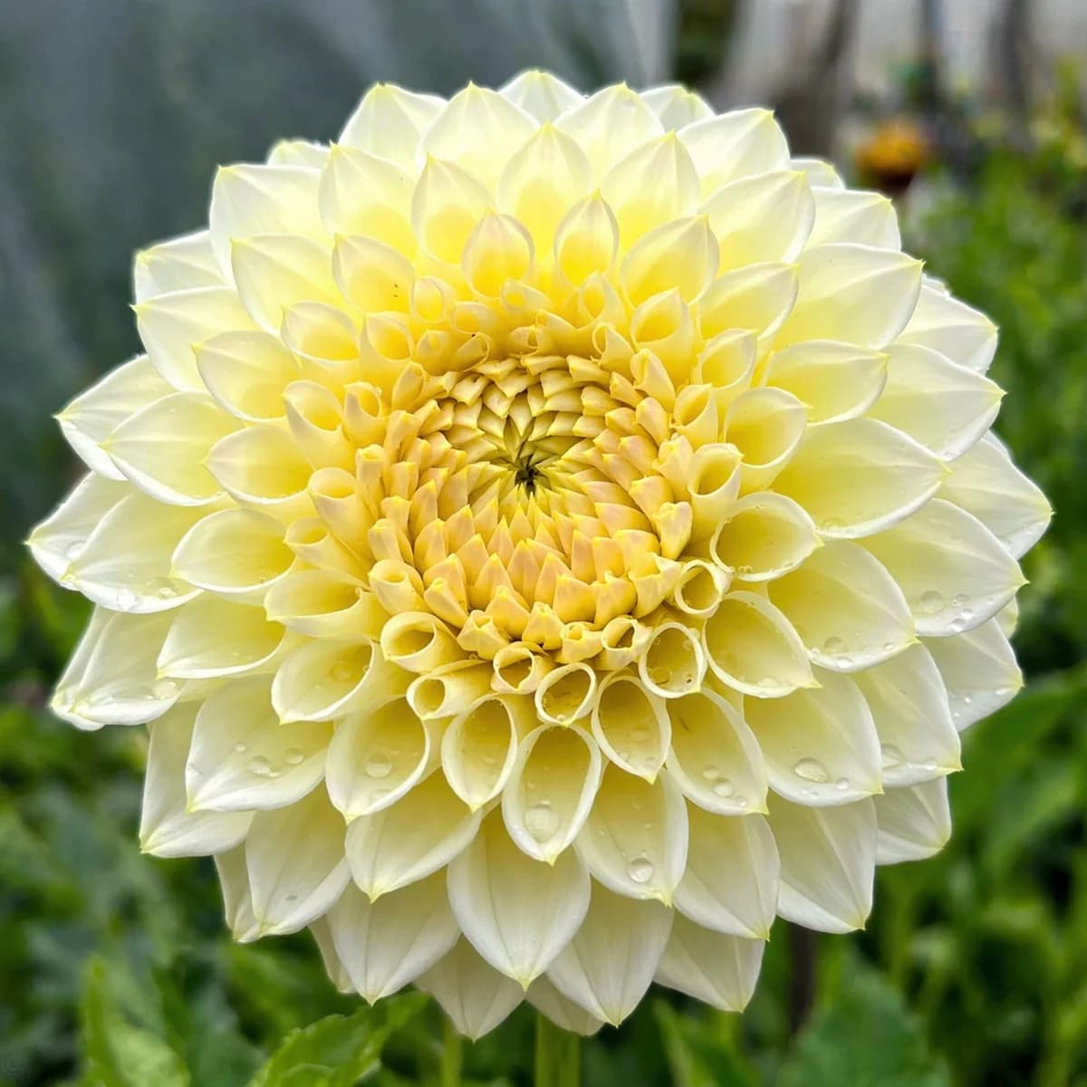 Cream Diane dahlia β community photo