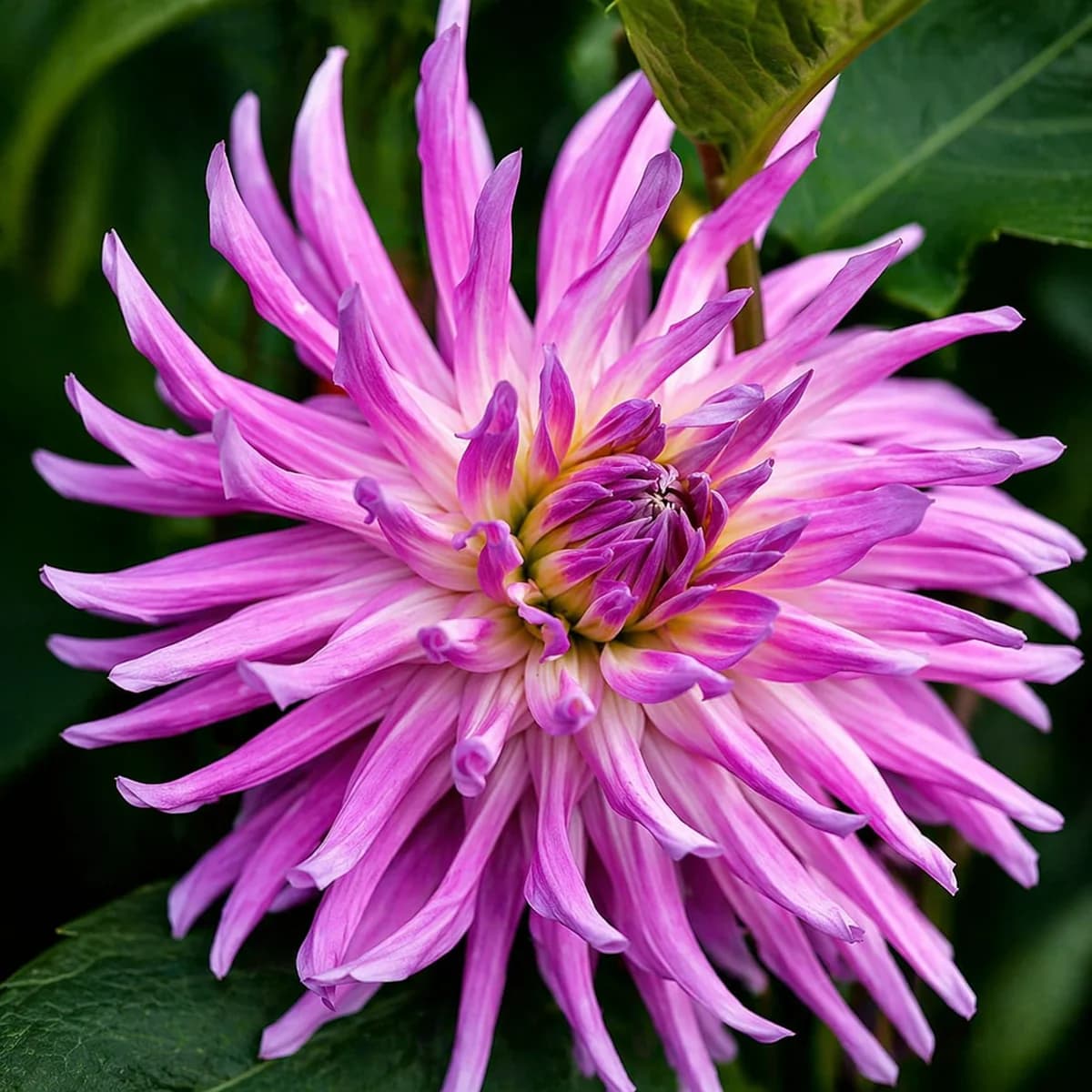 Camano Regal dahlia β community photo