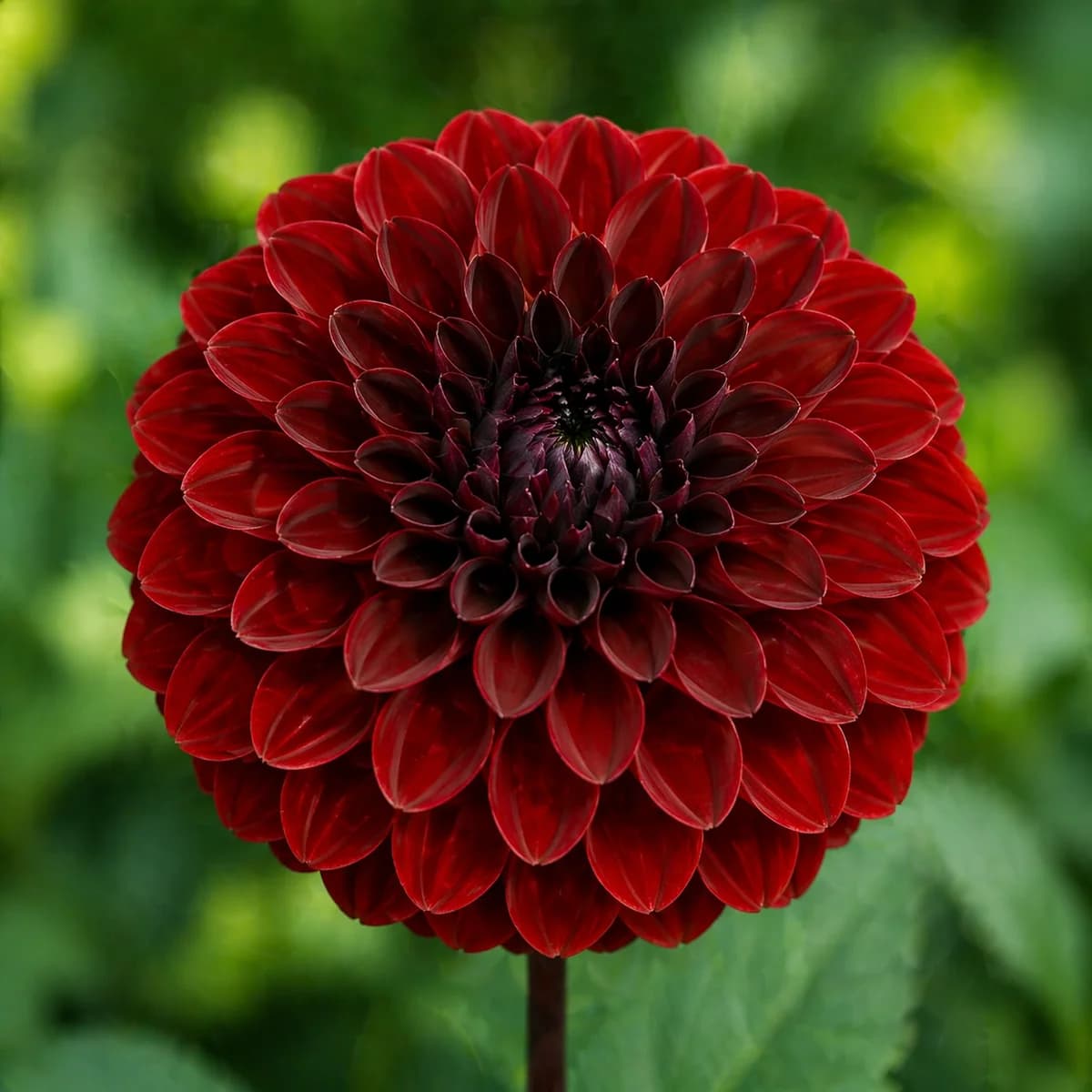 Evening Lady dahlia β community photo