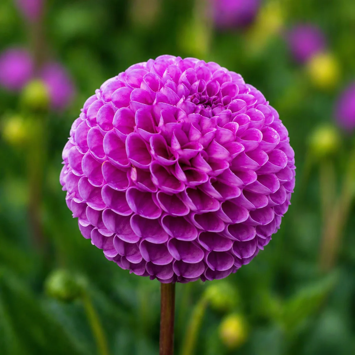 Franz Kafka dahlia β community photo