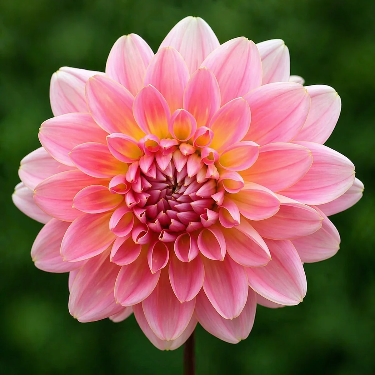 Gerrie Hoek dahlia β community photo