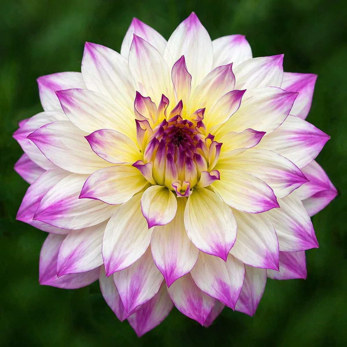 Ferncliff Illusion dahlia β community photo