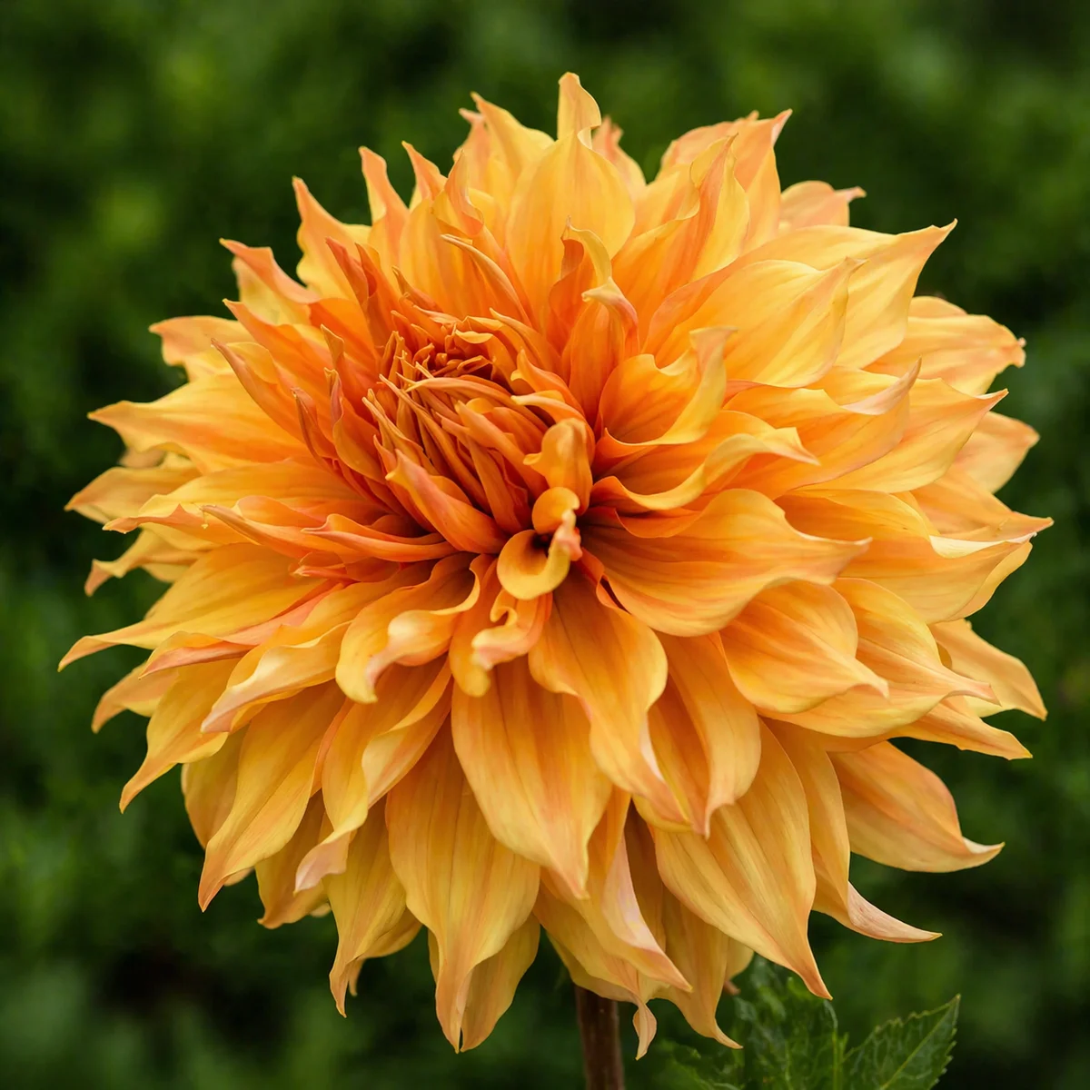 Hamari Gold dahlia β community photo
