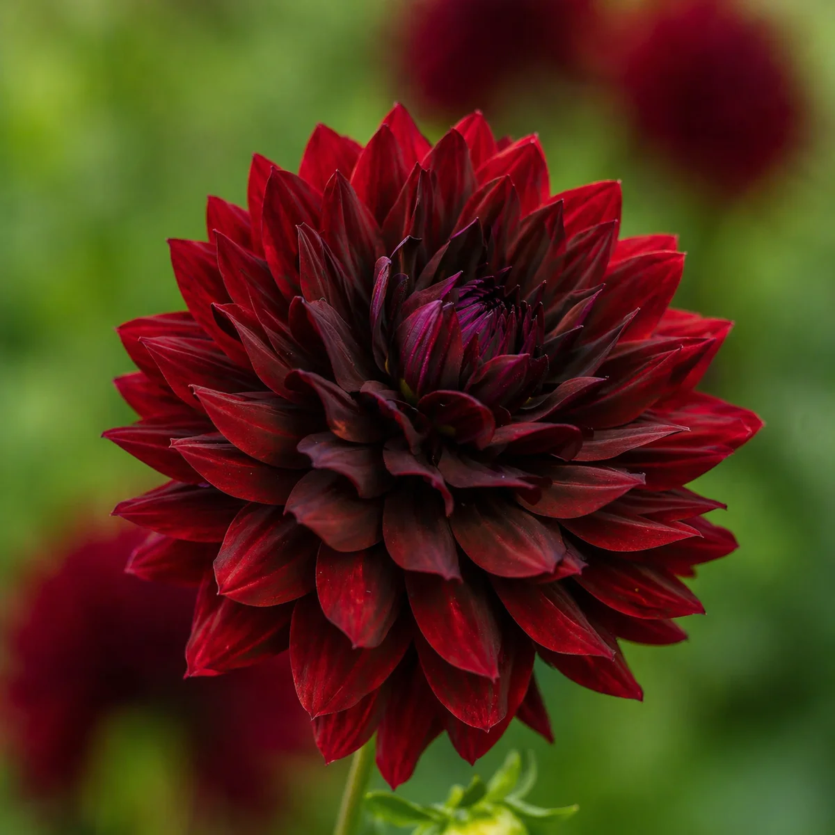 Hollyhill Black Beauty dahlia β community photo