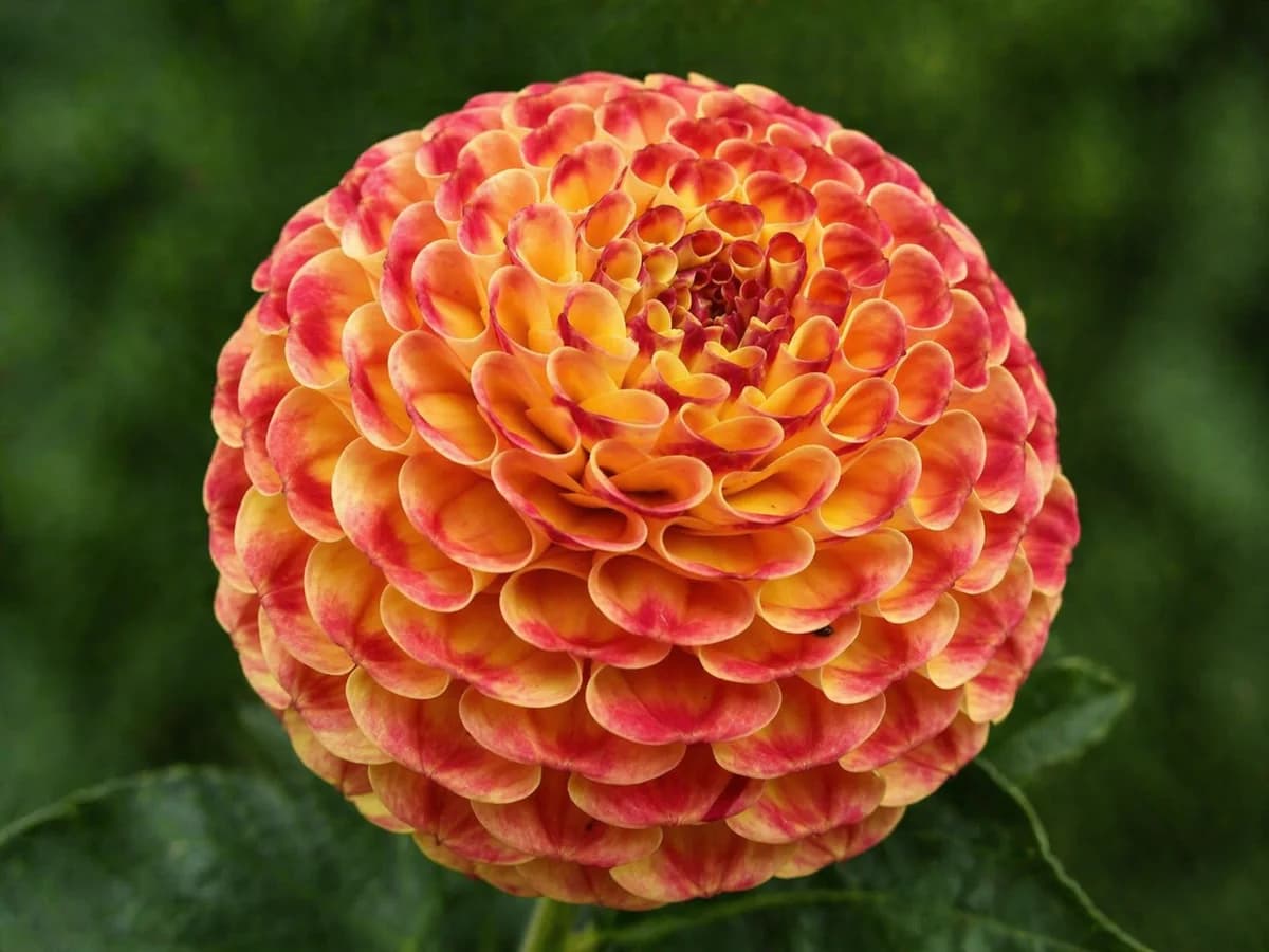 Hollyhill Frodo dahlia — community photo