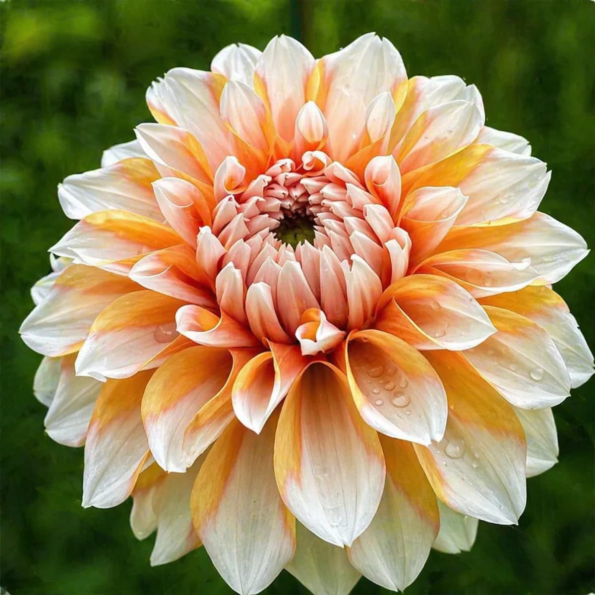 Hollyhill Orange Ice dahlia β community photo
