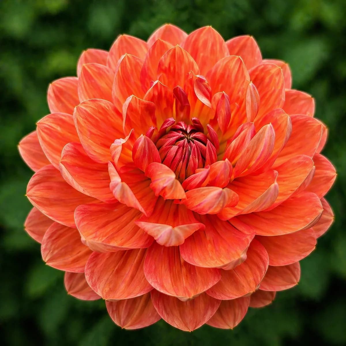 Hollyhill Sophia 2 dahlia — community photo