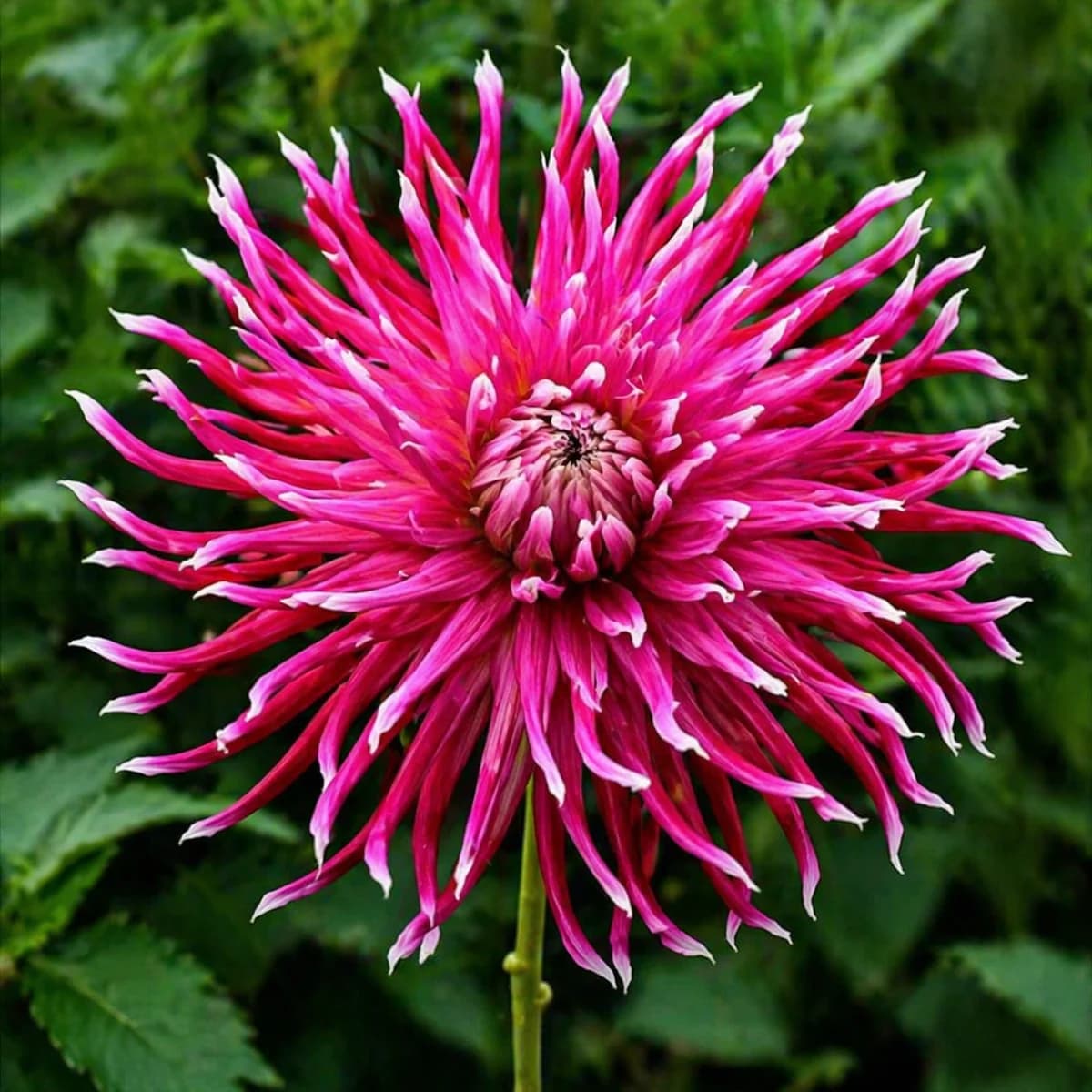 Hollyhill Spiderwoman dahlia β community photo