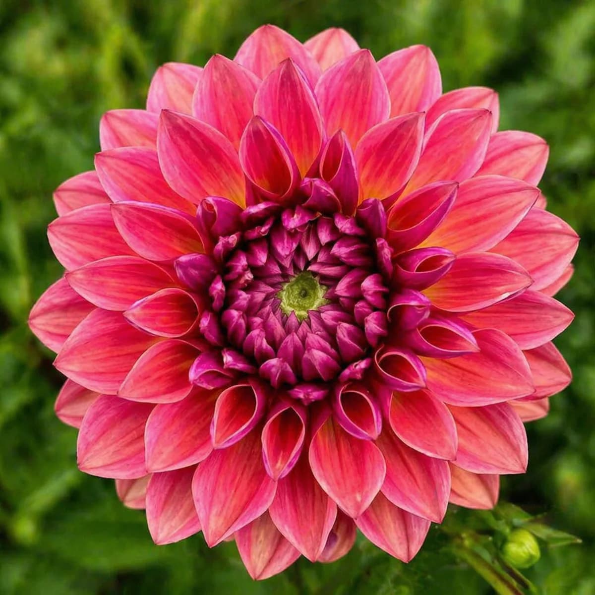Intrigue dahlia β community photo