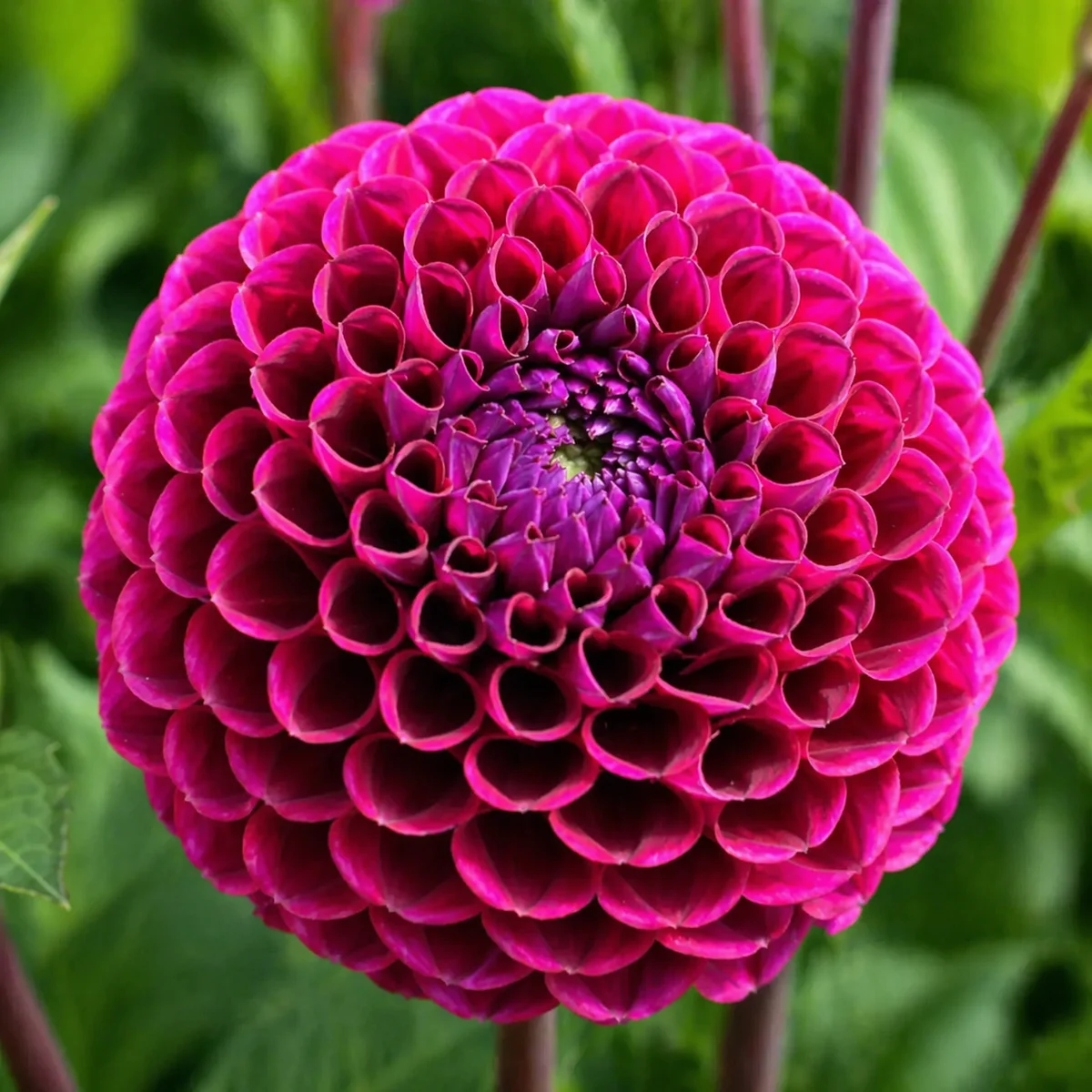 Ivanetti dahlia β community photo