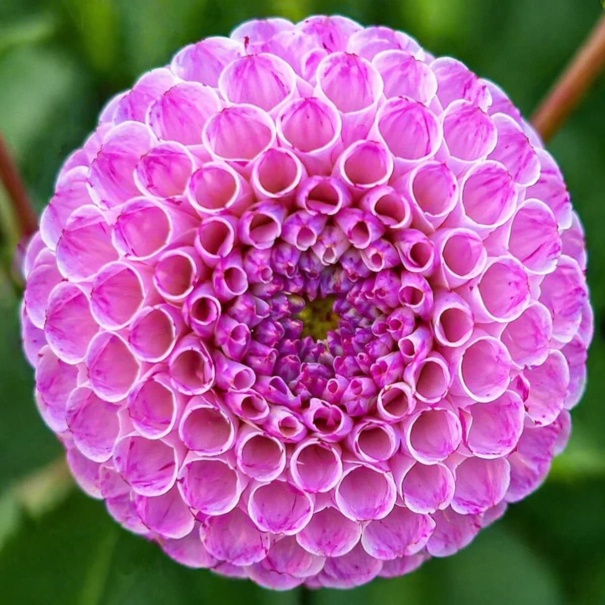 Irish Speckles dahlia β community photo