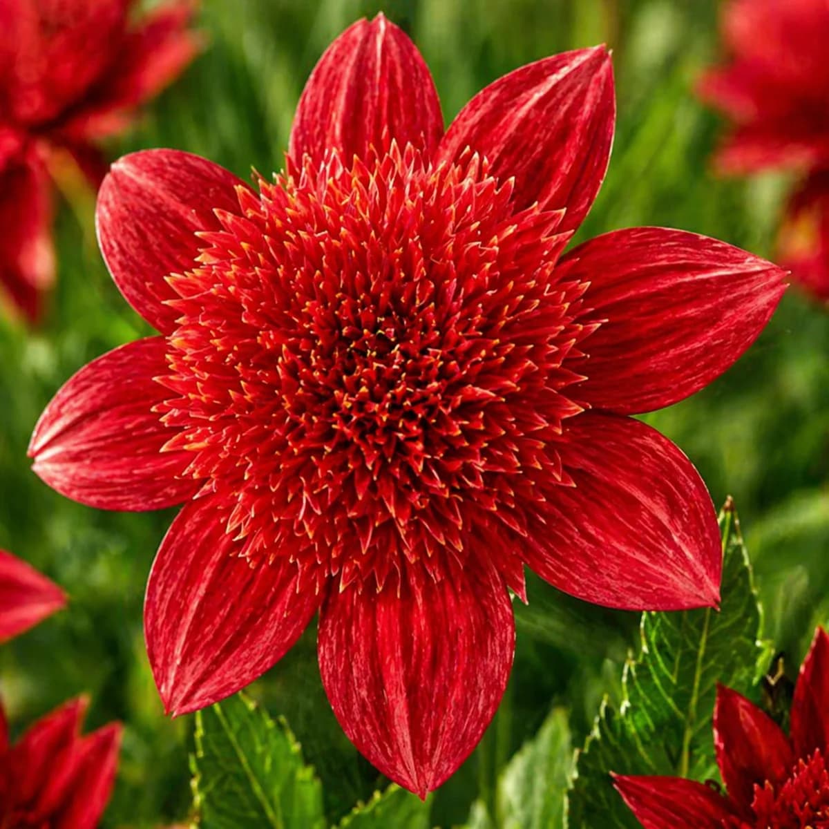 Jive dahlia — community photo