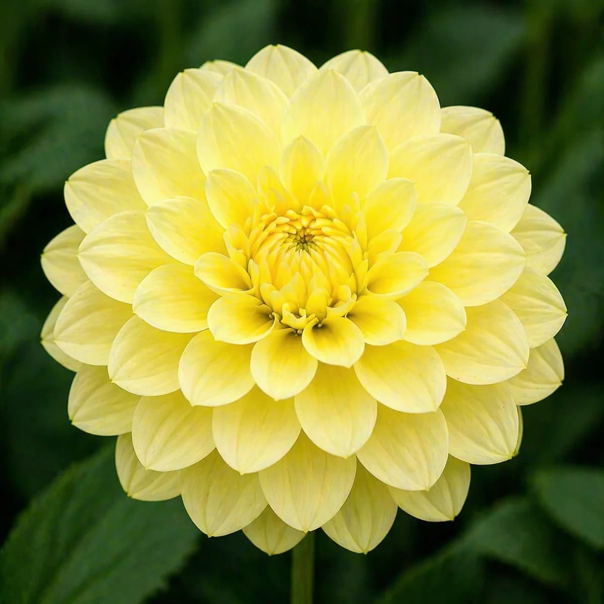Glorie van Heemstede dahlia β community photo