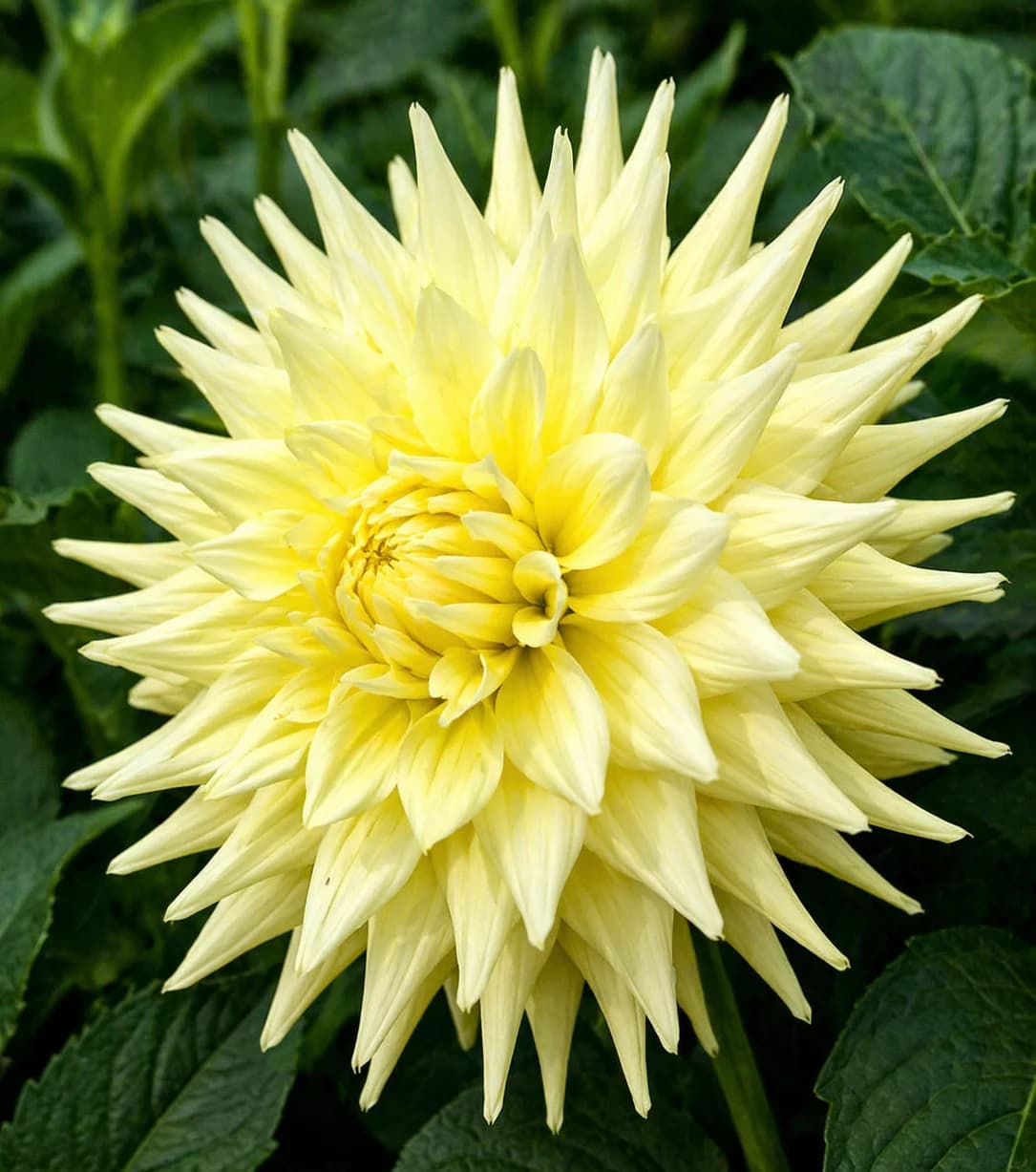 Hamari Accord dahlia β community photo