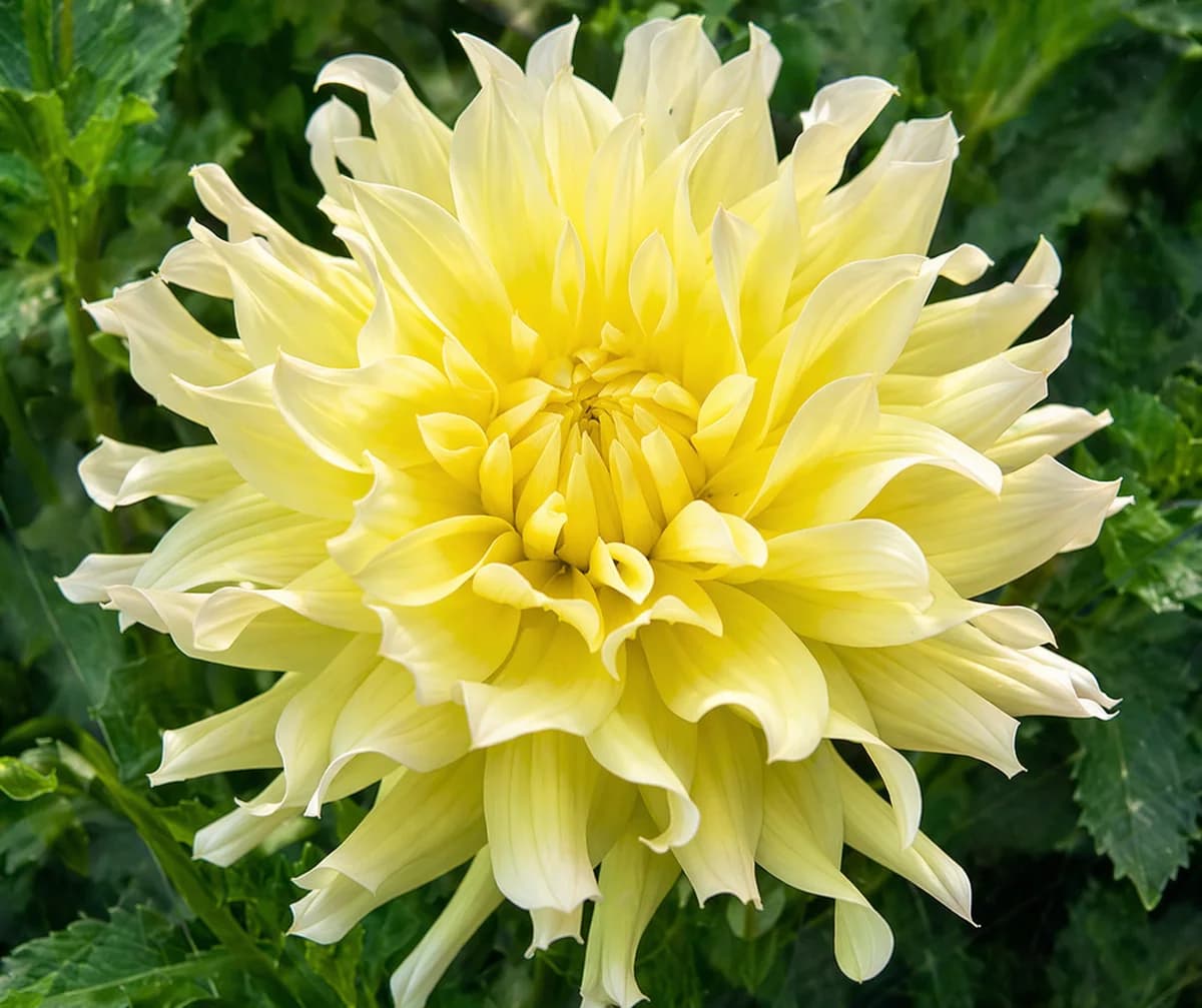 Hollyhill Buttermilk dahlia β community photo