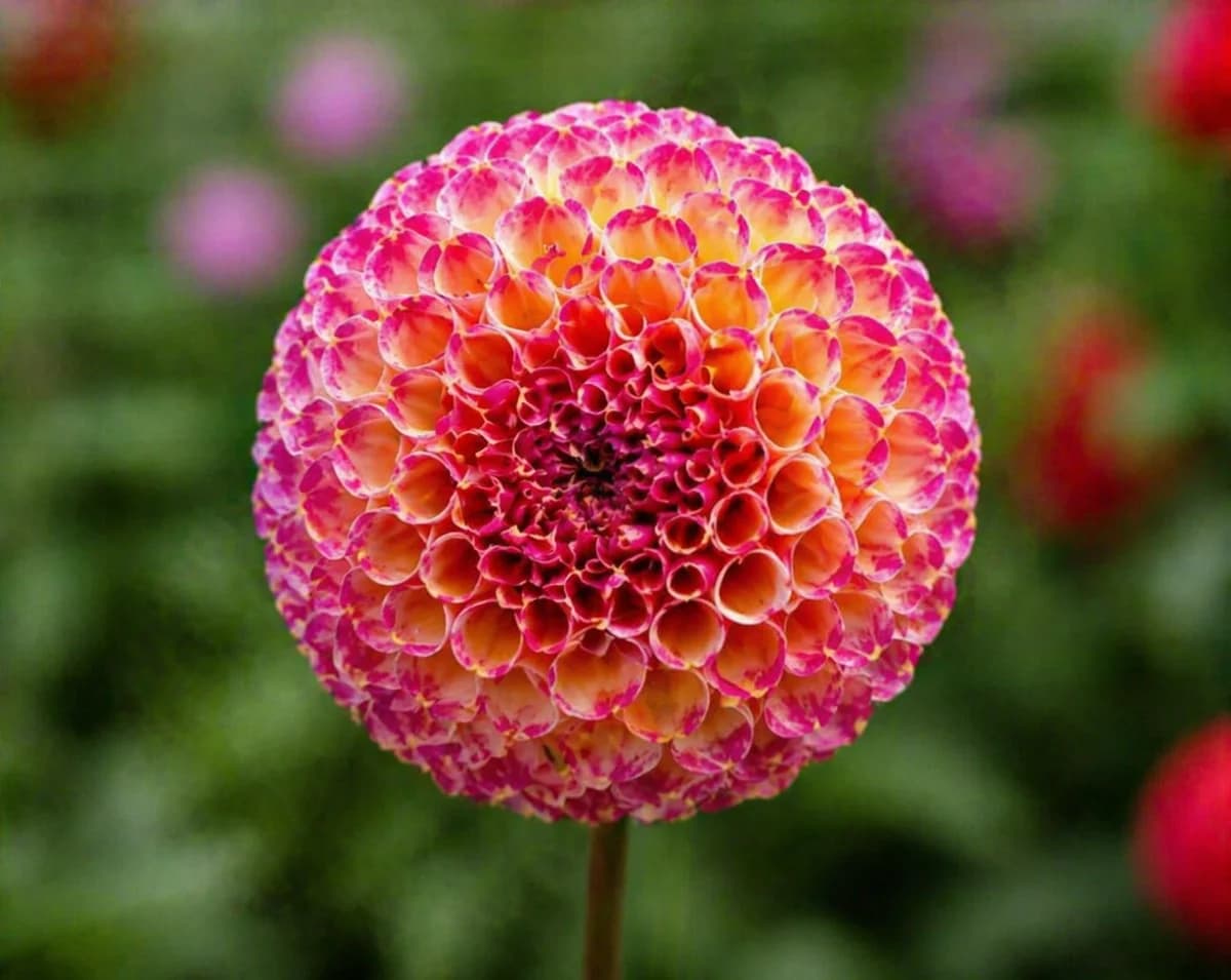 Hapet Vino dahlia β community photo