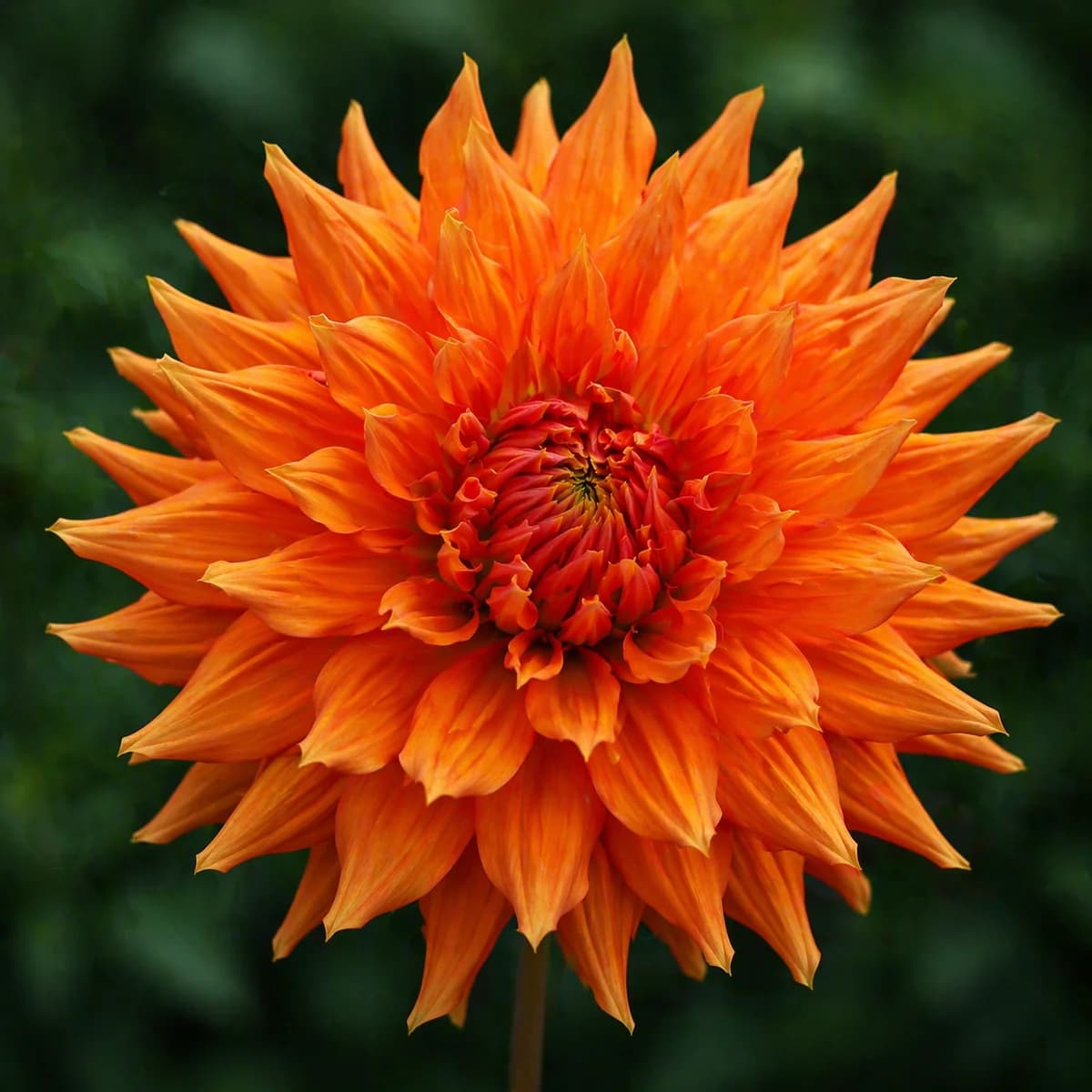 Hollyhill Electra dahlia β community photo