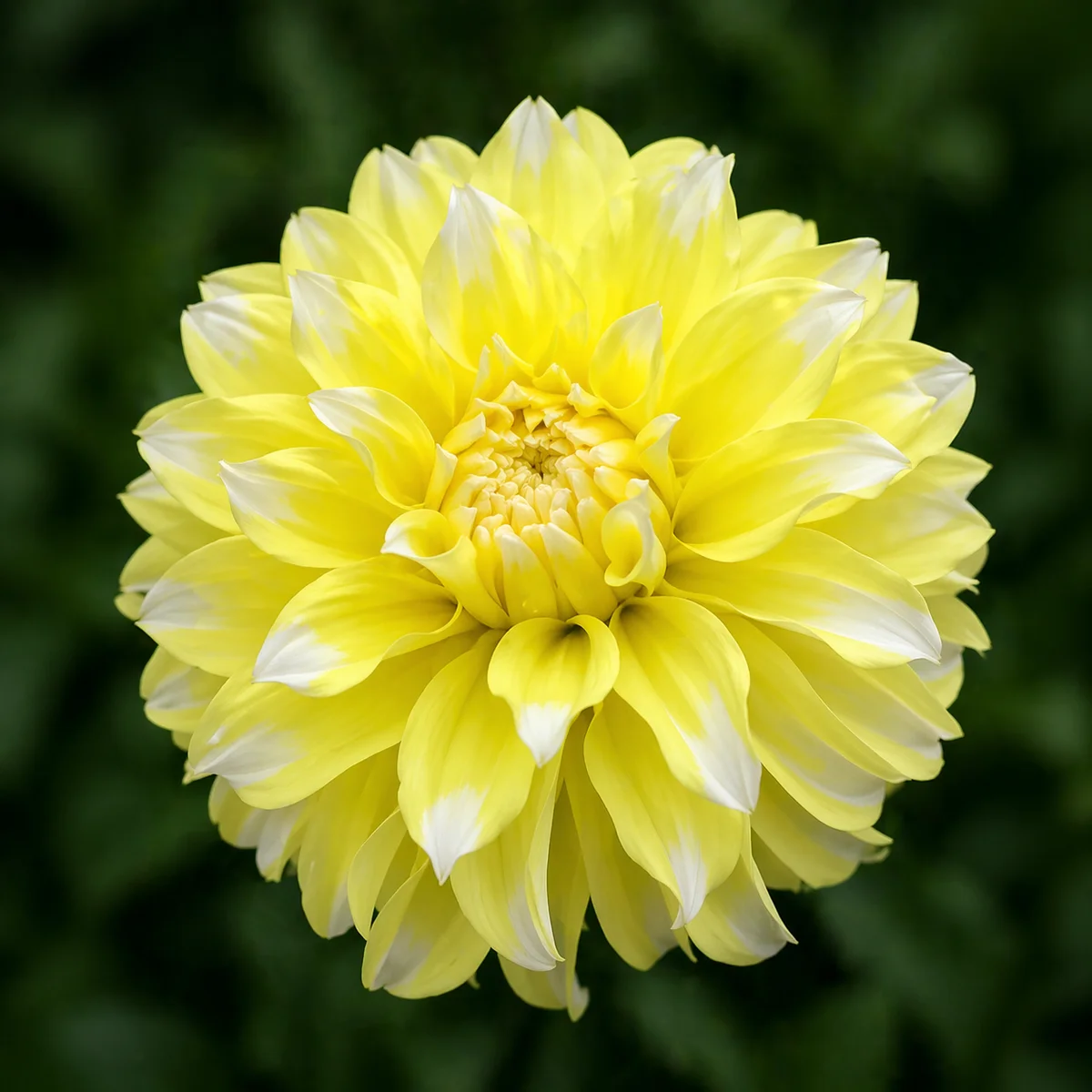 Hollyhill Lemon Ice dahlia β community photo
