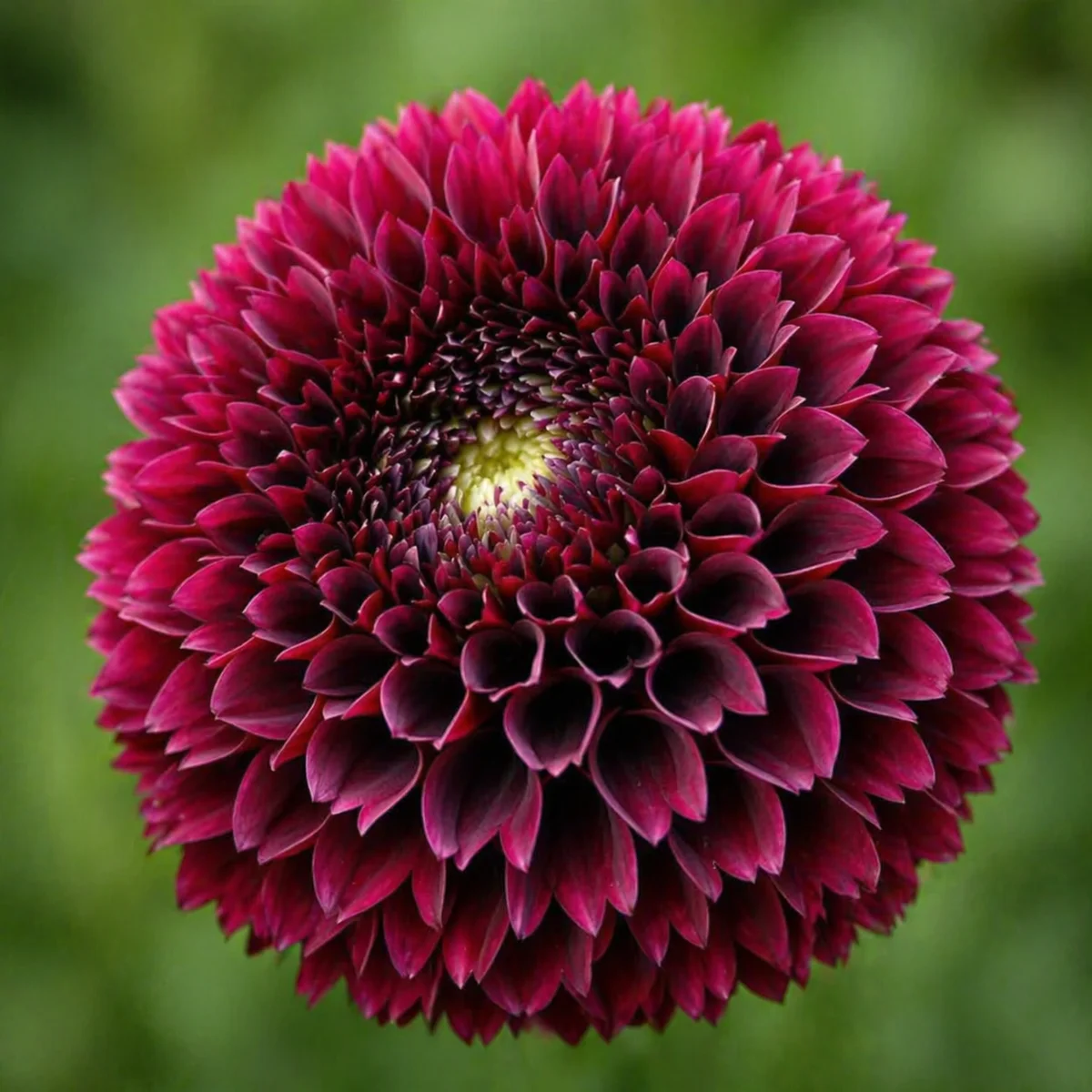 Jowey Mirella dahlia β community photo