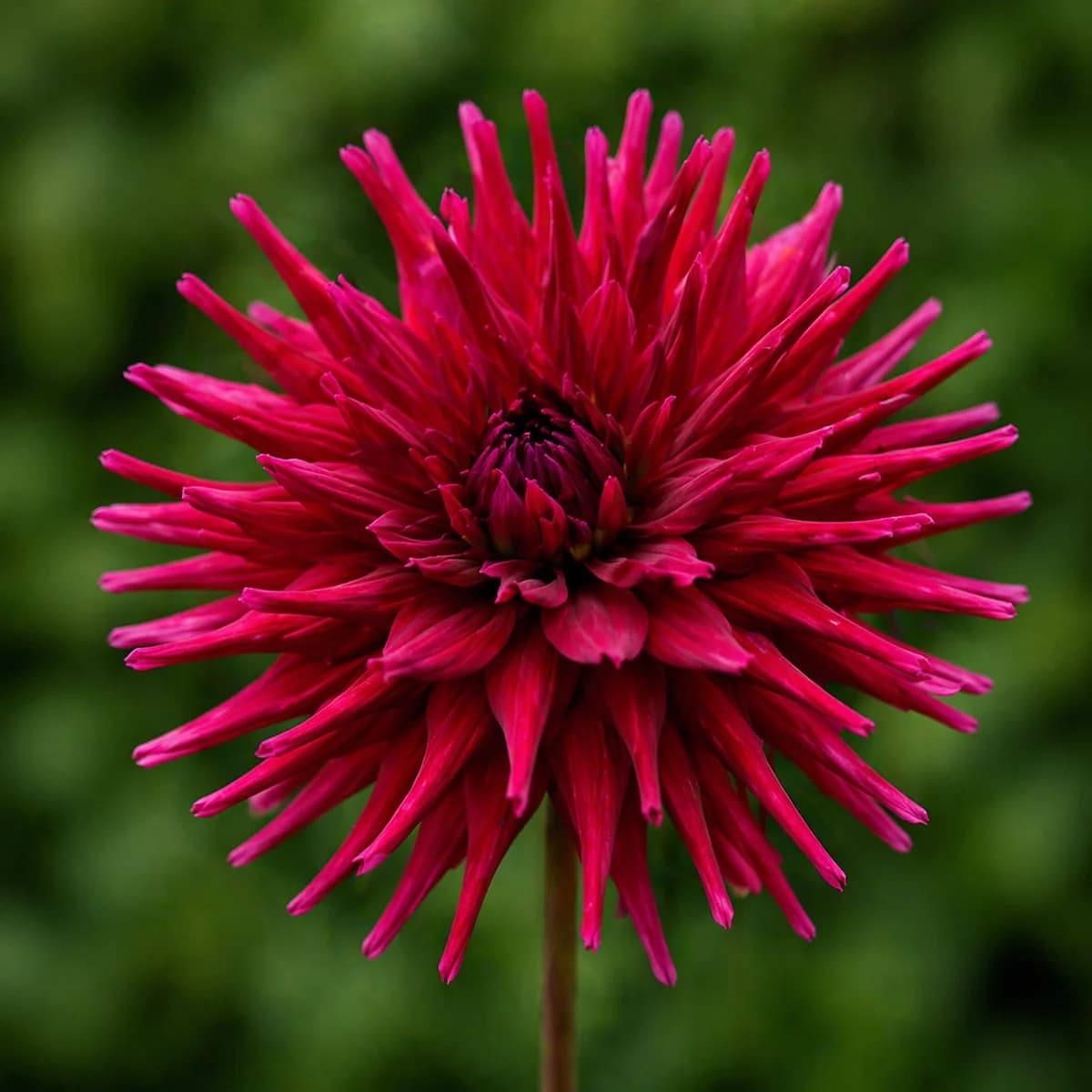Juanita dahlia β community photo