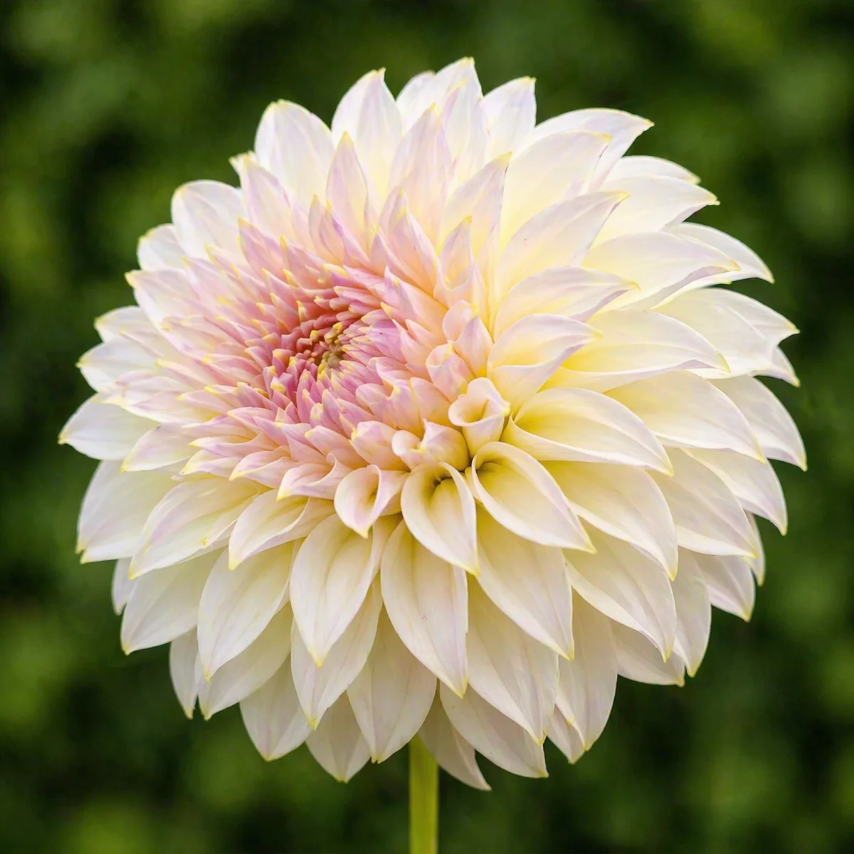 KA's Champagne dahlia — community photo