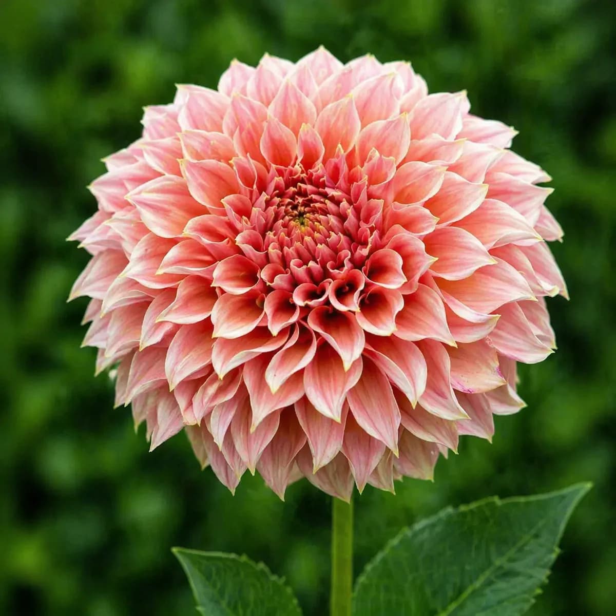 KA's Coral Sea dahlia β community photo