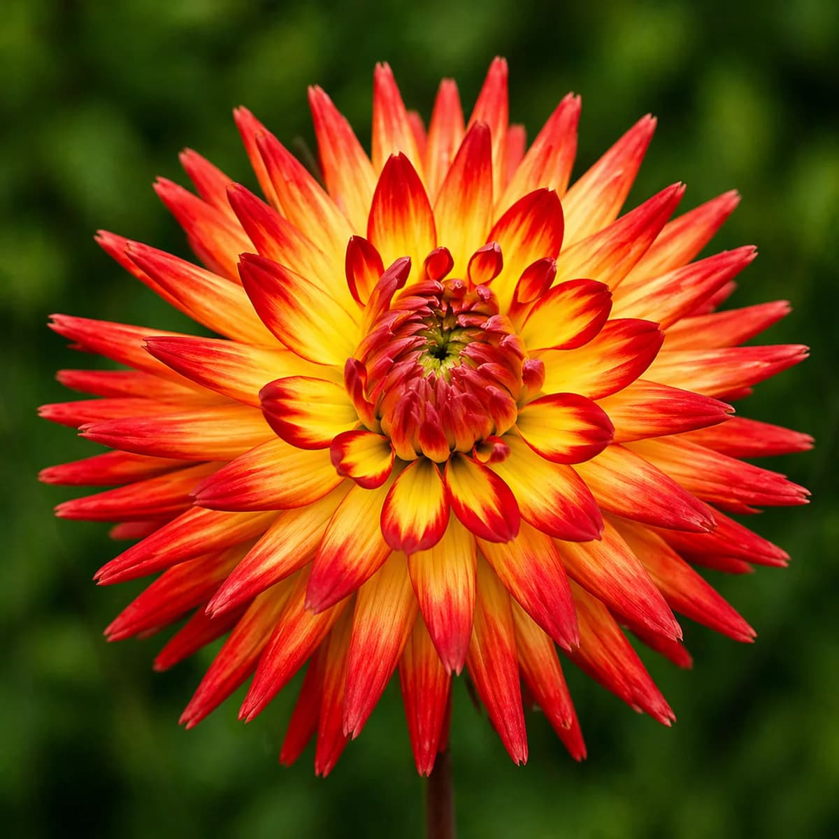 Karma Bon Bini dahlia β community photo