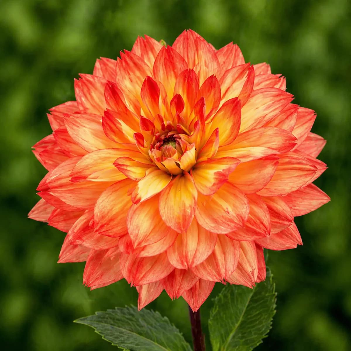 Karma Fiesta dahlia β community photo
