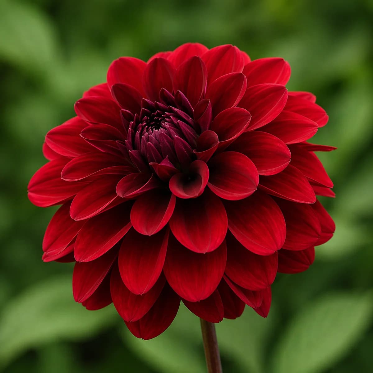 Karma Naomi dahlia β community photo
