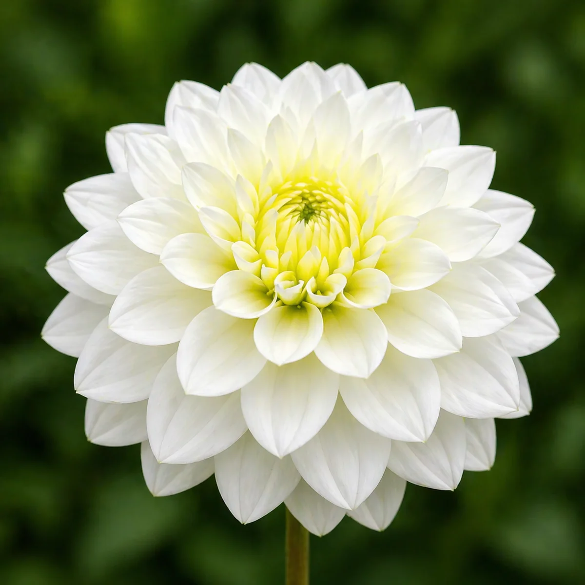 Karma Serena dahlia — community photo