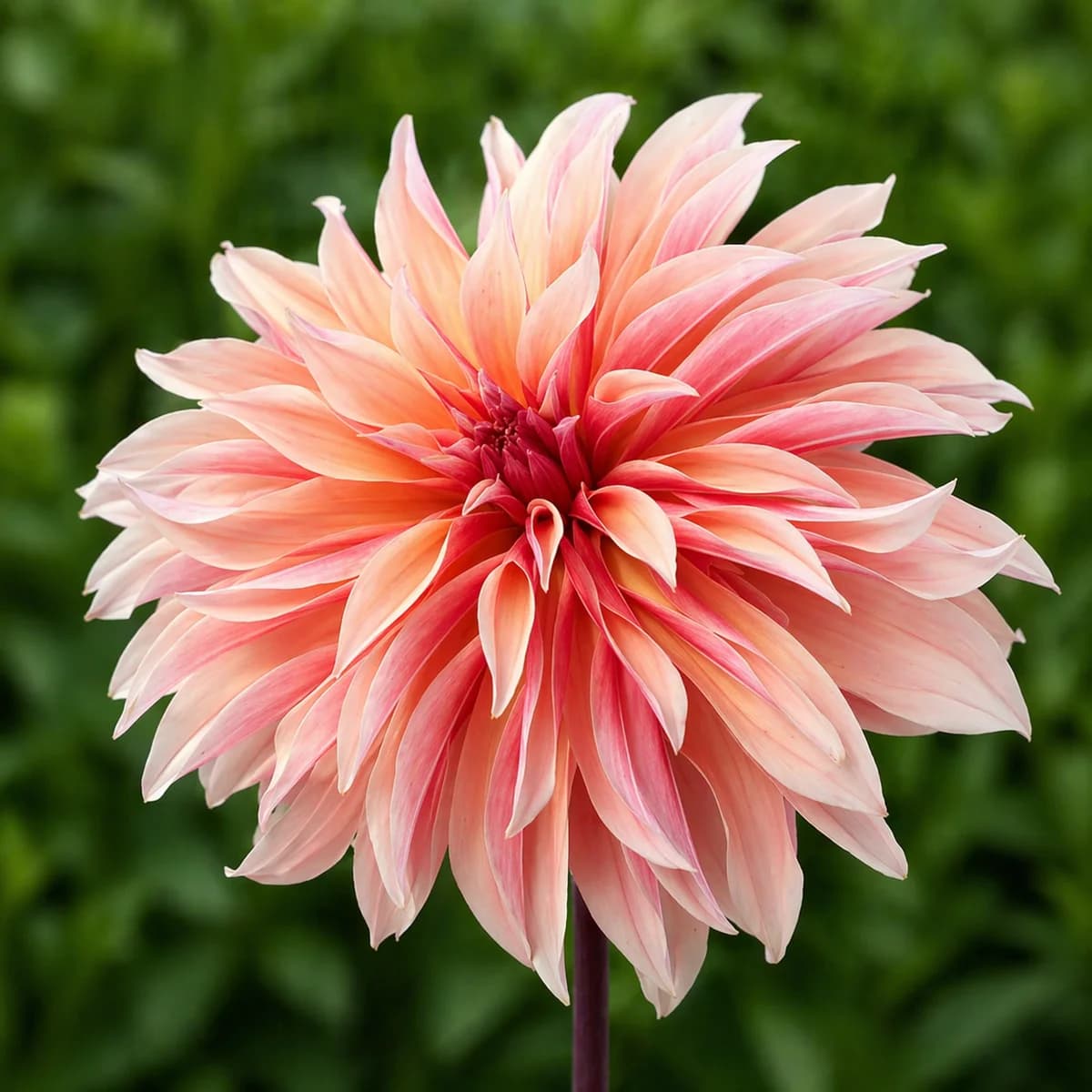 Labyrinth dahlia β community photo