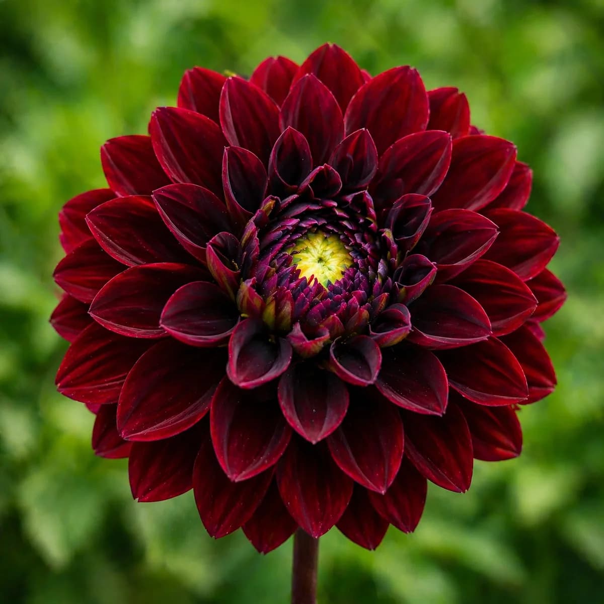 Manoa dahlia β community photo