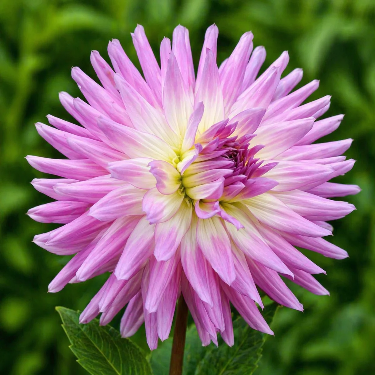 Mingus Randy dahlia β community photo