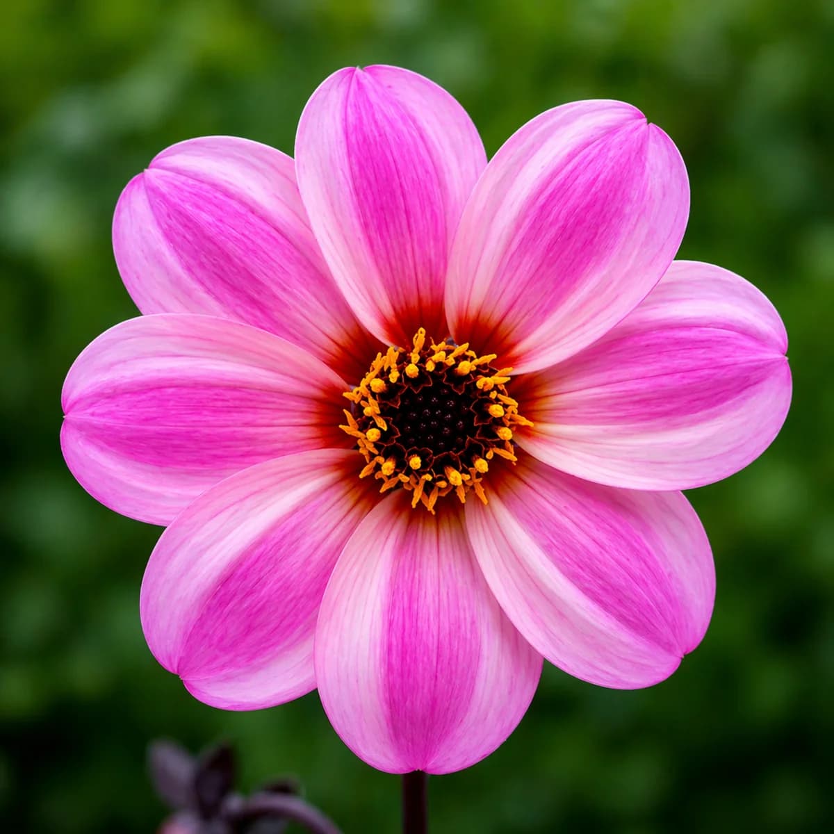 Mystic Dreamer dahlia β community photo