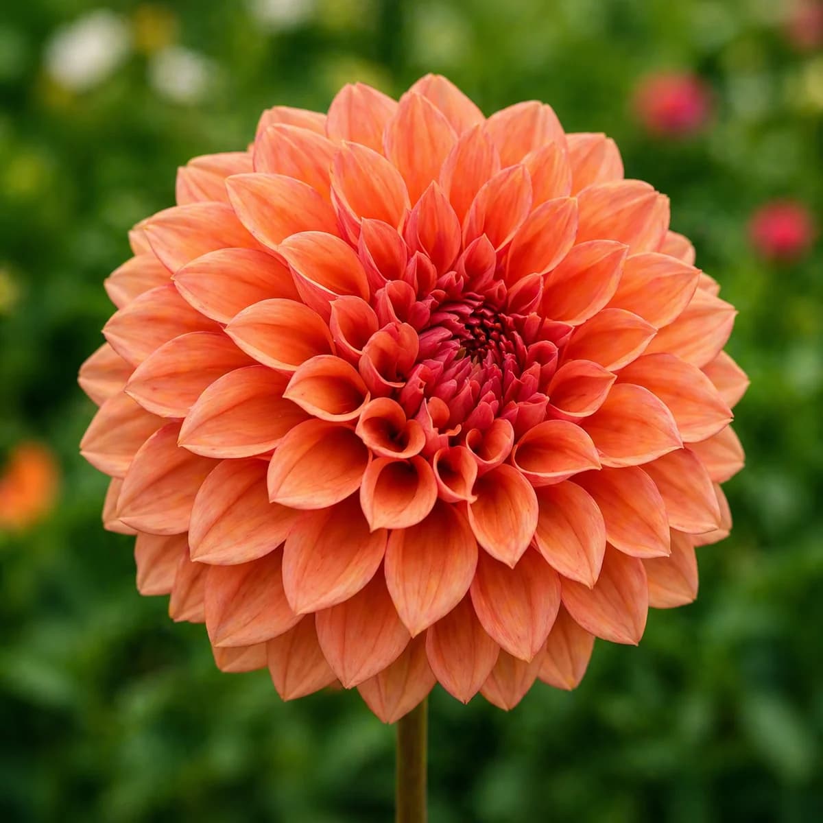 Orange Globe dahlia β community photo