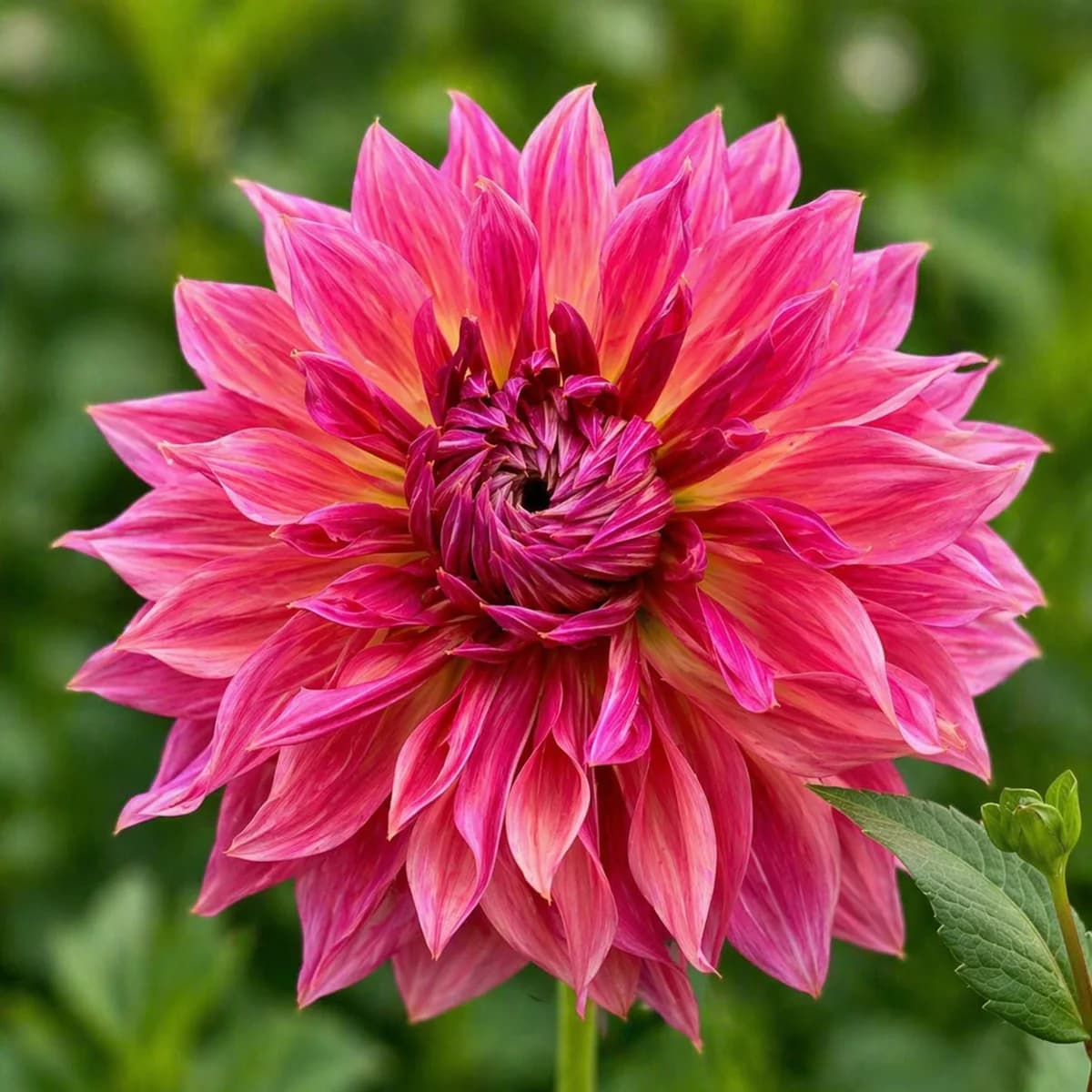 Penhill Dark Monarch dahlia β community photo