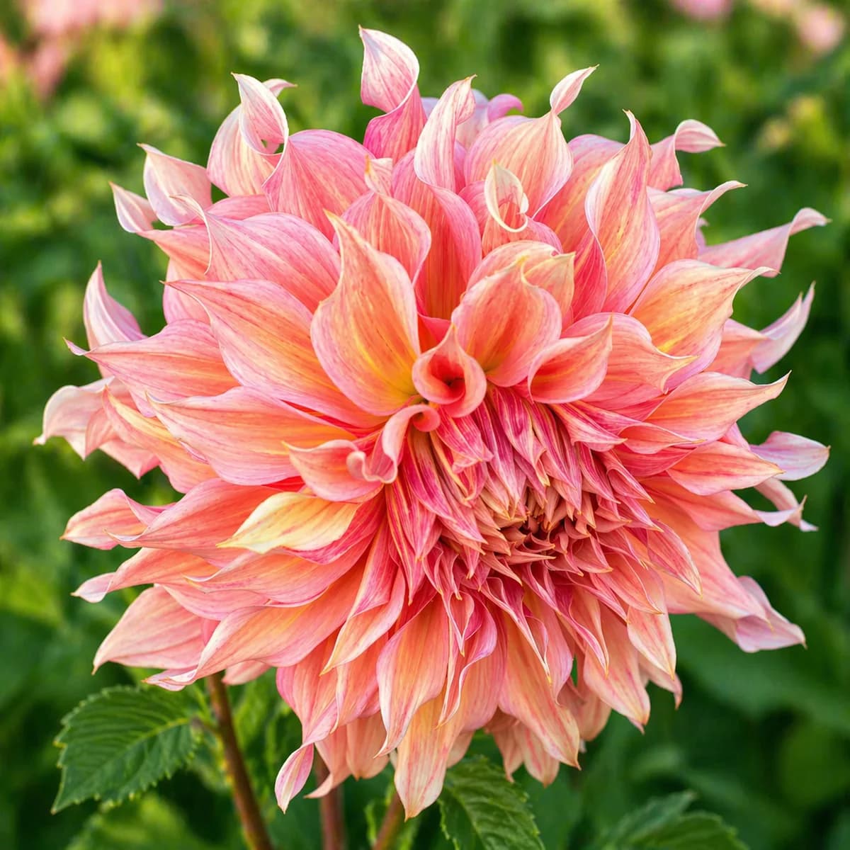 Penhill Watermelon dahlia — community photo