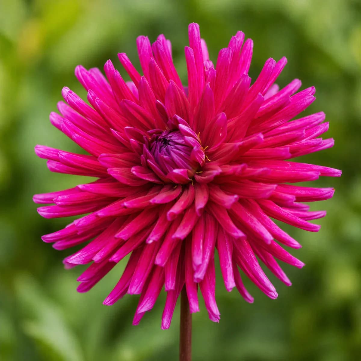 Purple Gem dahlia β community photo