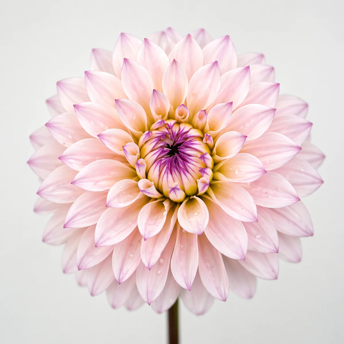 RM Aurora dahlia β community photo