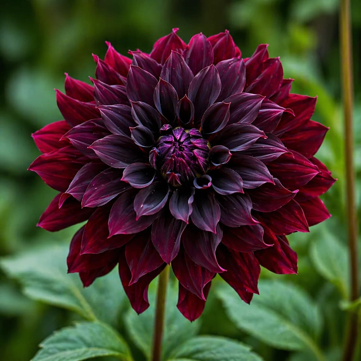 Rip City dahlia β community photo