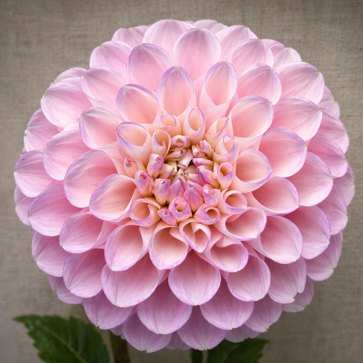 Snoho Tammie dahlia — community photo