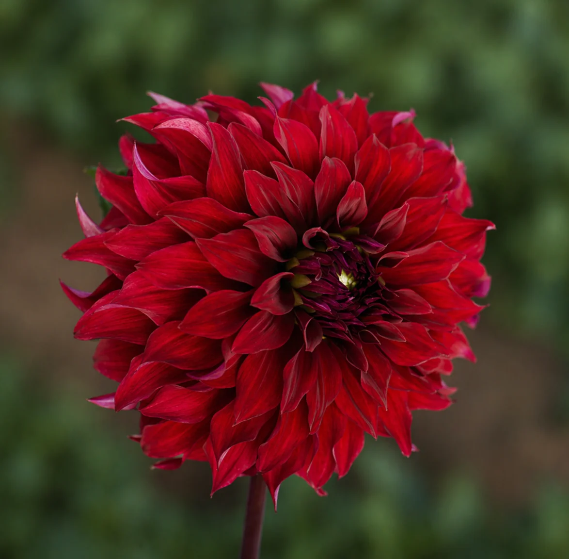Spartacus dahlia β community photo