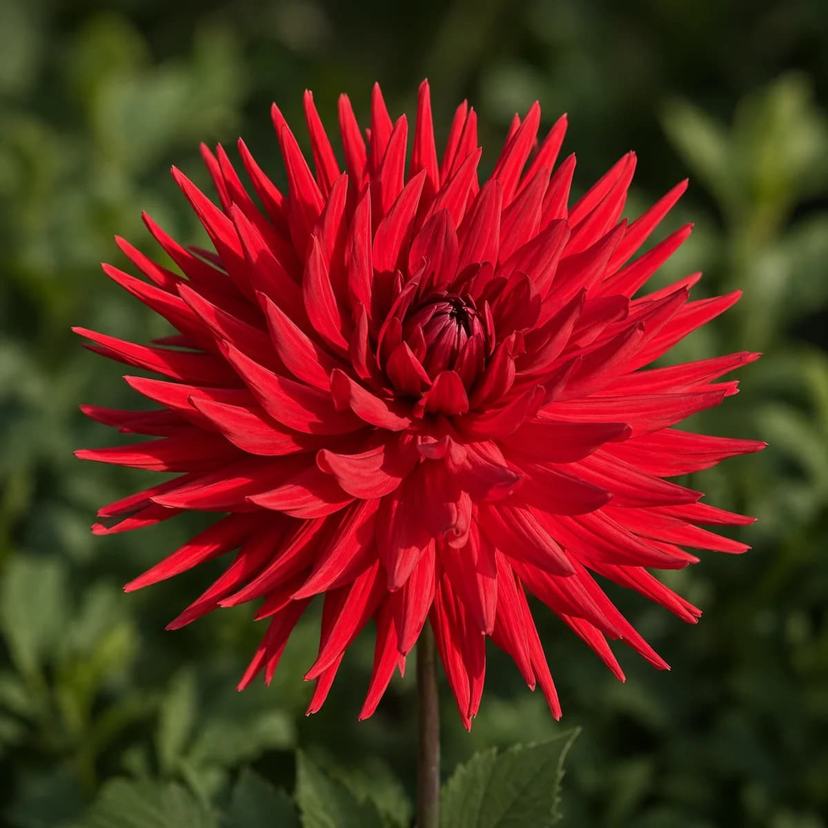 Stiletto dahlia β community photo